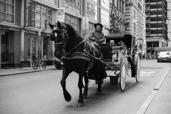 Снимок Оттенках Серого Лошади Нарисованной Центре Бостона — стоковое фото