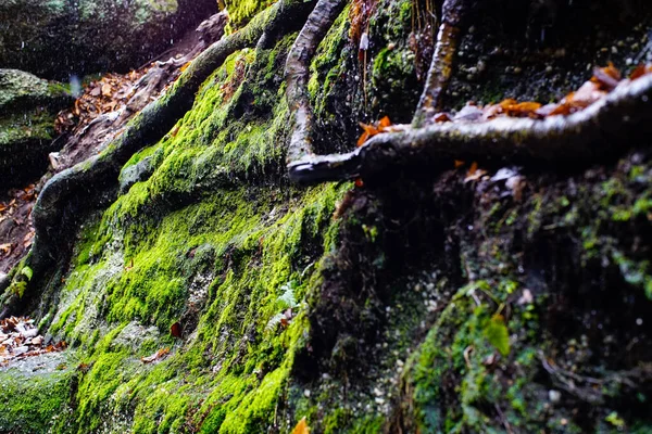 森の中の緑の苔で覆われた岩 — ストック写真