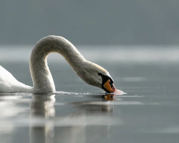 Gros Plan Cygne Nageant Dans Lac Cames Avec Son Reflet — Photo