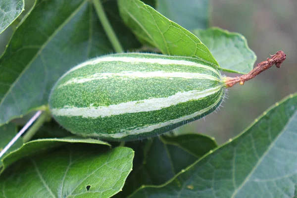 A closeup shot of a green-colored pointed gourd on a tree on the farm for harvest