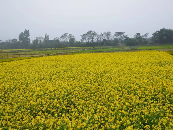 Campo Mostarda Com Flores Amarelas Dia Nublado — Fotografia de Stock
