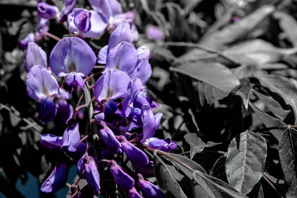 Гарний Кадр Пурпурової Вістерії Сірому Фоні — стокове фото