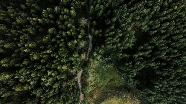 Une Vue Aérienne Pins Verts Sur Une Forêt Montagne — Photo