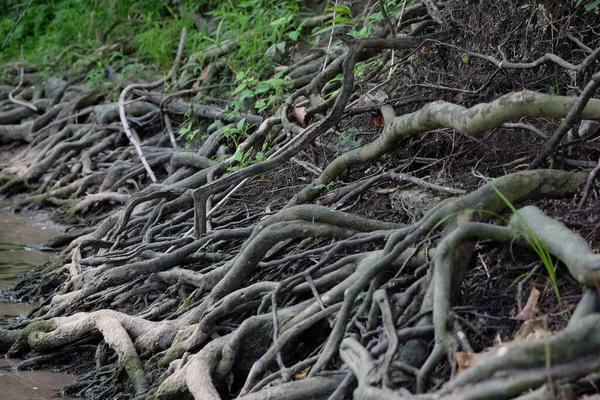 森の中で露出した根のクローズアップショット — ストック写真