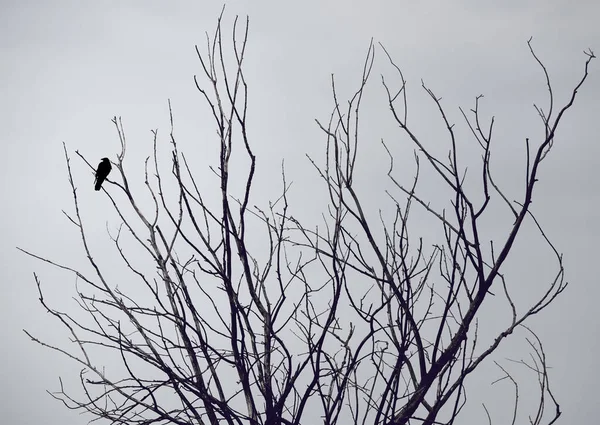 曇った空に向かって木に黒いカラスが倒れた — ストック写真