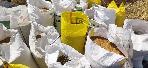 Gros Plan Sur Emballage Des Grains Blé Dans Des Sacs — Photo