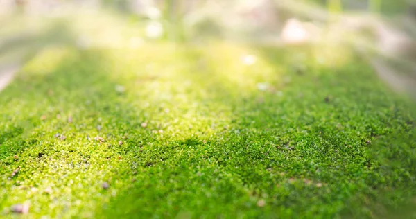 Primer Plano Superficie Musgosa Verde Brillante Bajo Luz Del Sol —  Fotos de Stock
