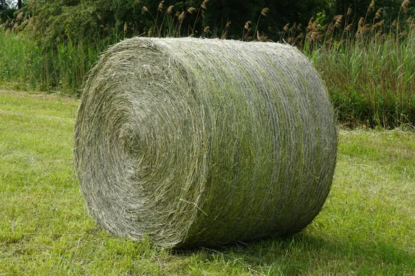 田舎の農場で丸い緑の干し草の俵 — ストック写真