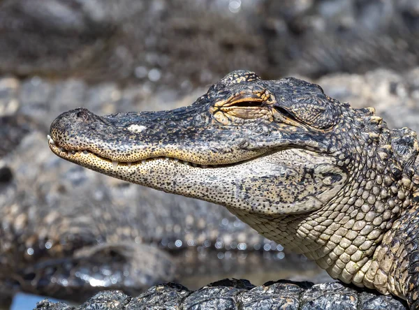 Närbild Amerikansk Alligator Suddig Bakgrund — Stockfoto