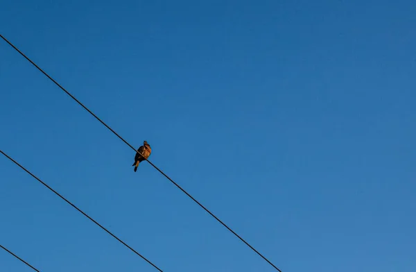 Colpo Angolo Basso Uccello Seduto Una Corda Nel Cielo Azzurro — Foto Stock