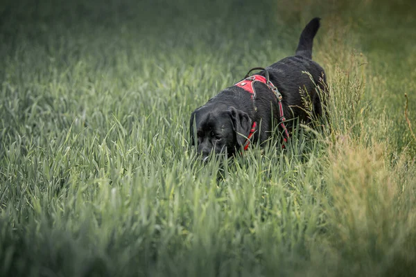 Egy Fekete Labrador Retriever Játszik Fűben — Stock Fotó