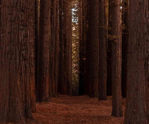 Eine Unheimliche Landschaft Eines Waldes Mit Hohen Bäumen Und Umgestürzten — Stockfoto