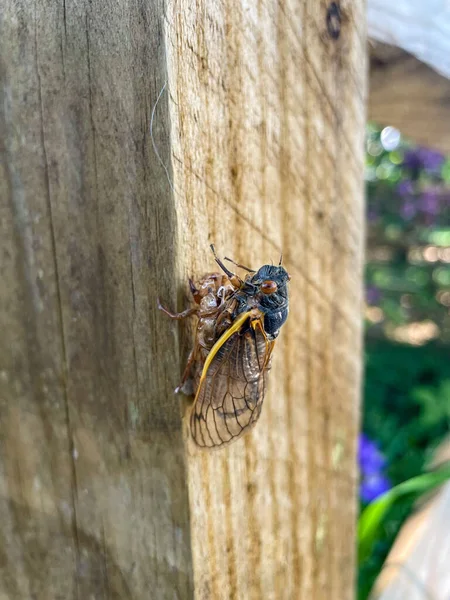 Yıllık Periyodik Bir Ağustos Böceğinin Çit Direğindeki Dikey Makro Fotoğrafı — Stok fotoğraf