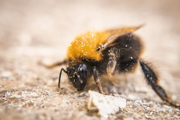 Ένα Μακροσκοπικό Πλάνο Εστίασης Μιας Μέλισσας Αμμώδες Έδαφος — Φωτογραφία Αρχείου