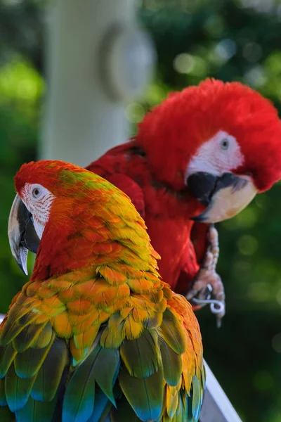 Pionowe Zbliżenie Dwóch Kolorowych Papug Macaw Rozmytym Tle — Zdjęcie stockowe