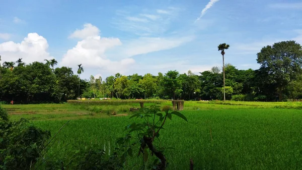 Hermoso Paisaje Verano Con Prado Verde Palmeras Contra Bosque —  Fotos de Stock