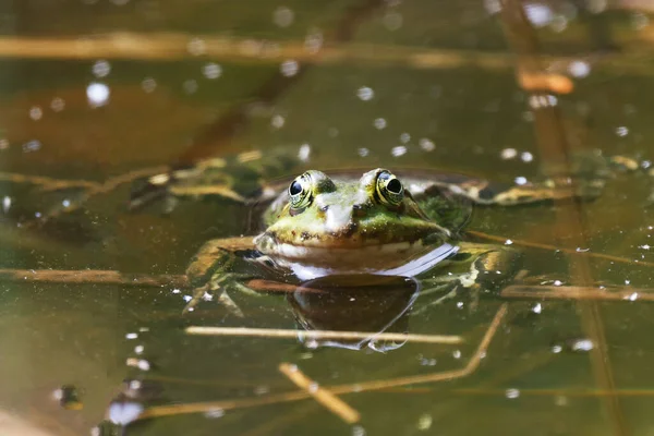 Een Pool Frog Rana Minder Het Water — Stockfoto