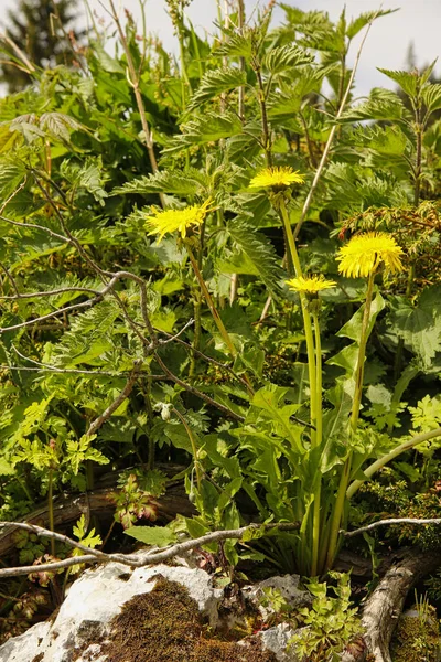 Närbild Gula Vanliga Maskros Blommor Med Gräs Som Växer Mellan — Stockfoto