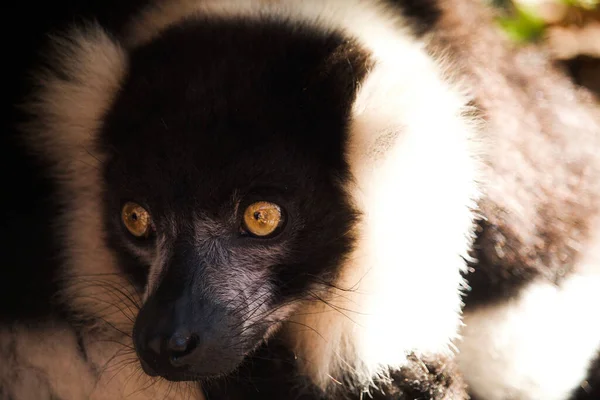 Gros Plan Animal Mignon Indri Regardant Quelque Chose — Photo