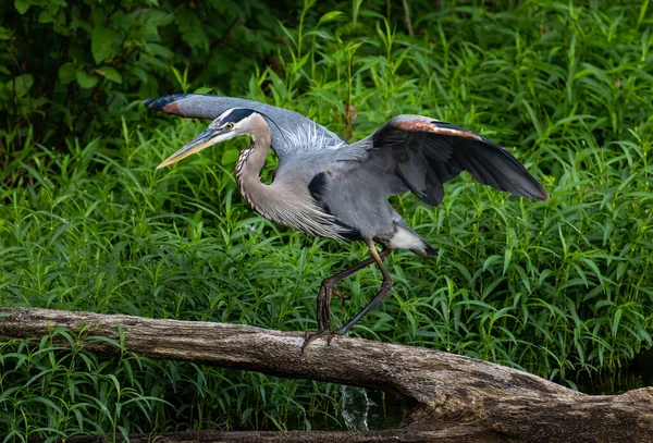 Γκρίζο Ερωδιό Ardea Cinerea Σκαρφαλωμένο Στον Κορμό — Φωτογραφία Αρχείου