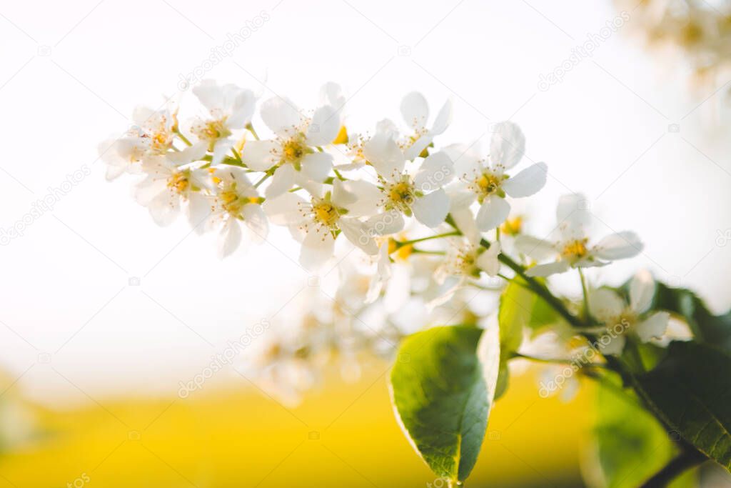 A closeup of beautiful white Bird cherry flowers under the sunlight