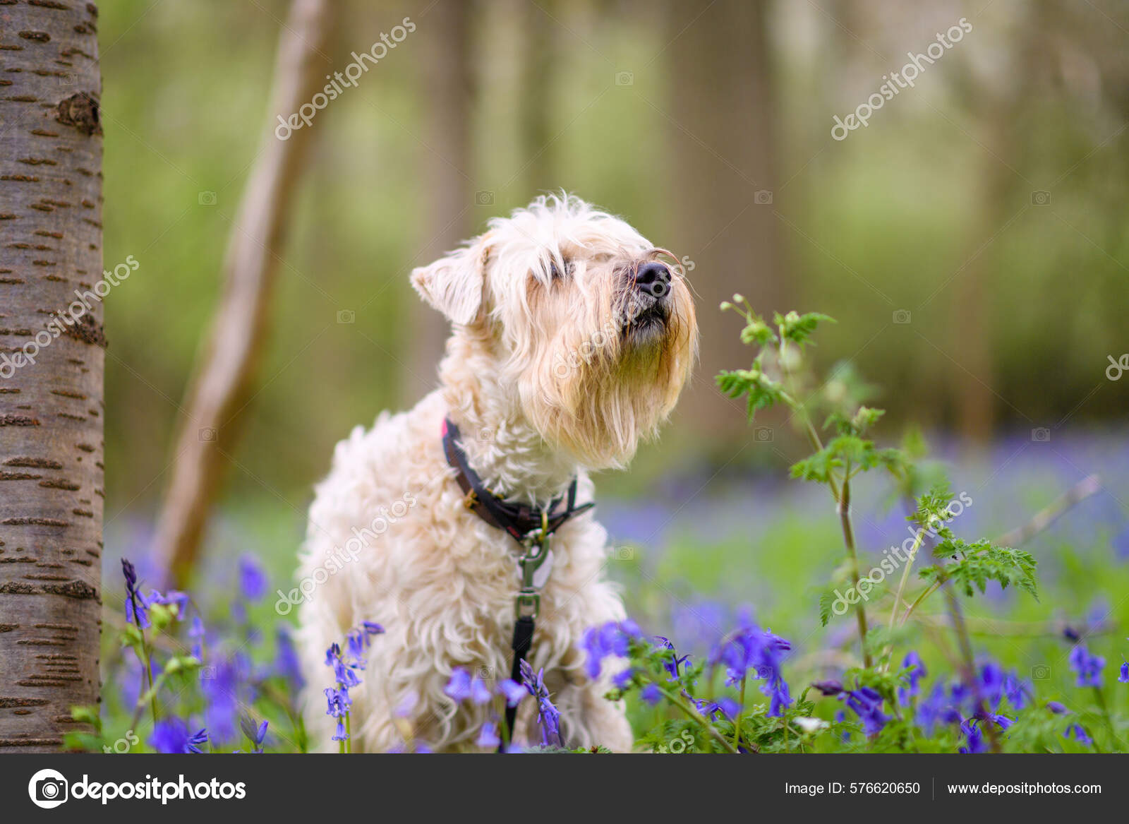 Irish Wheaten Ierse Soft Coated Wheaten Terrier Een Prachtig Shot