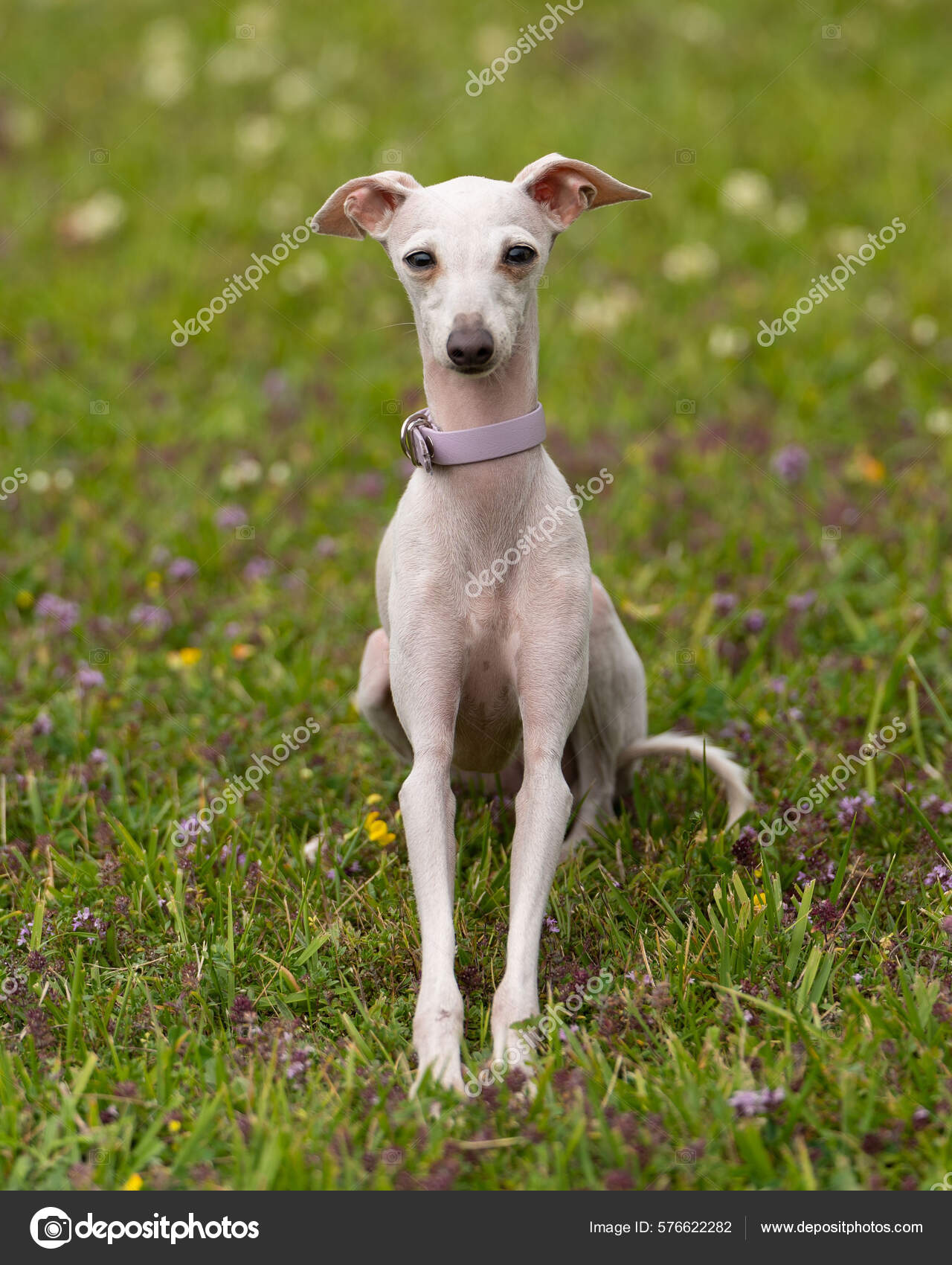 Vertical Shot White Italian Greyhound Dog Pink Collar Field
