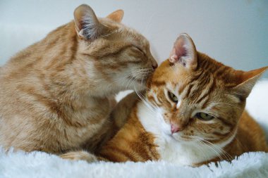 Bulanık arka planda kızıl bir kediyi yalarken çekilmiş bir tekir kedi resmi.