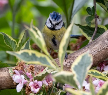 A selective focus shot of an adorable Eurasian blue tit perched on a tree branch against blurred background of a garden