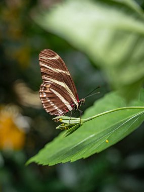 Bir zebra uzun kanadının makrosu (Heliconius charithonia) bir çiçeğin üzerindeki kelebek)