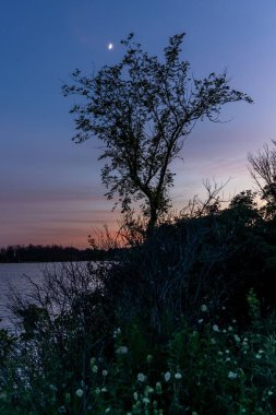 Sahildeki bir ağaç siluetinin dikey görüntüsü akşam gökyüzünün arka planına karşı hilal şeklinde..
