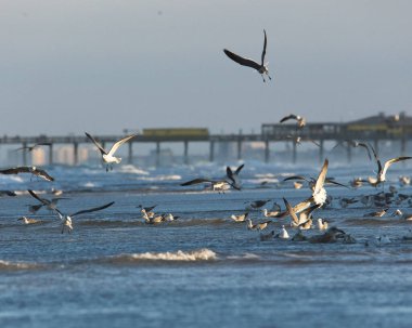 Kıyıya yakın uçan martı sürüsünün güzel manzarası