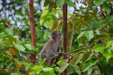 Şaşırmış bir makağı ağaç dalında otururken yakından çek..