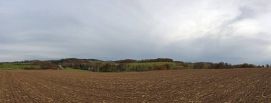 Güneşli bir günde güzel bir ormanın manzarası