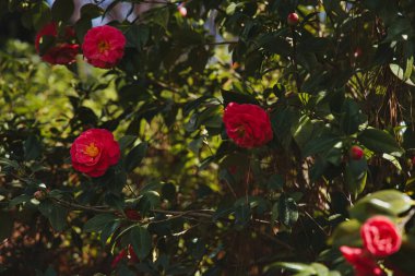 Pembe Kamelya Sasanqua Çiçeği Açtı