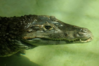 Suda gözlüklü bir kaymana (Caiman Crocodilus) yakın çekim.