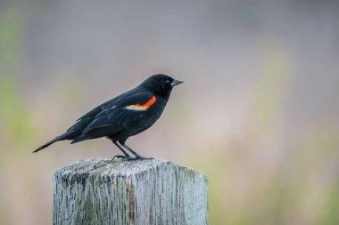 Üç renkli bir karatavuk, bulanık arka planda tahta bir yüzeye tünemiş.