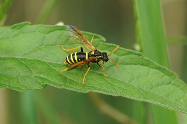 Tenthredo scrophulariae, renkli bir testere sineğine yakın çekim, bir eşekarısını taklit ederek, tarlada yeşil bir yaprak üzerinde oturan