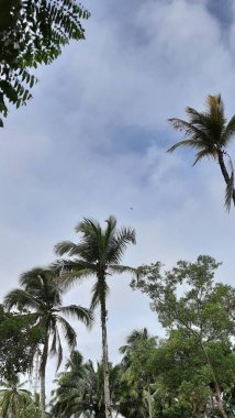 Bulutlu bir arkaplanda palmiye ağaçlarının dikey görüntüsü