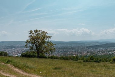Yeşil bir tarlanın manzarası ve arka planda Cluj-Napoca City görünen tek bir ağaç.
