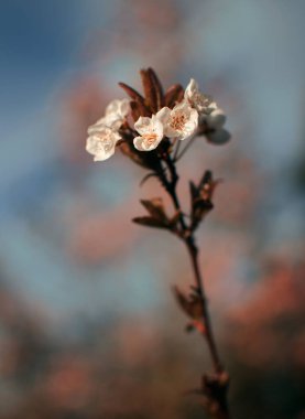 Çiçek açan bir ağaç dalının yakın plan çekimi.