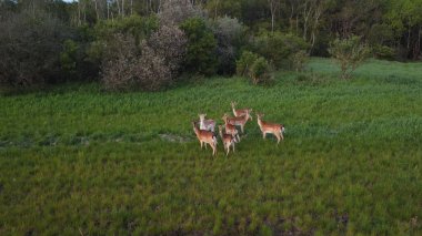 Danimarka 'da yeşil bir alanda bir grup kahverengi geyiğin yüksek açılı çekimi.
