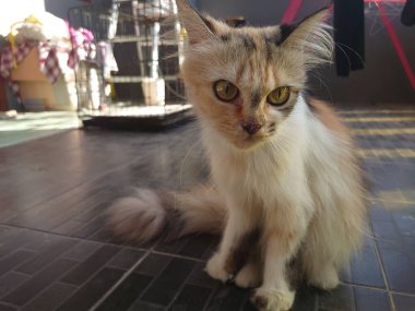 Yerde oturan sevimli bir Pers kedisi