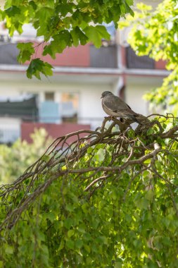 Bir ağacın dalında duran sevimli bir kuşun yakın plan çekimi.
