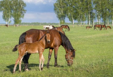 Yeşil bir çayırda otlayan atlarla dolu bir yaz manzarası.