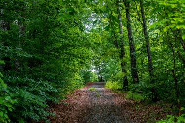 Romanya, yaz, yaz, yeşillik