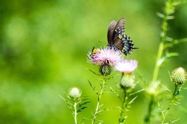Güzel bir kelebeğin çiçeğin üzerindeki bulanık doğa arkaplanındaki yakın plan fotoğrafı.