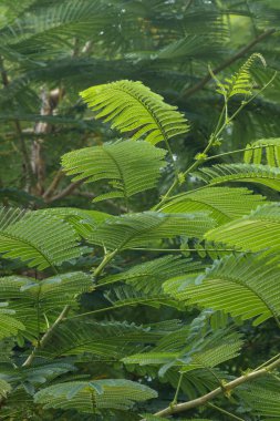 Güneşli bir günde bir bahçede yetişen güzel Senegalia Pennata bitkilerinin yakın çekimi.