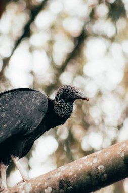 Bir ağaç dalına tünemiş siyah bir griffon akbabasının dikey görüntüsü.