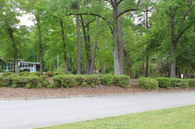 Kolombiya, Güney Carolina, ABD 'deki ağaçlar ve bitkilerle dolu ormandan geçen bir yol.